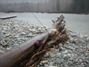 Pitt_River_08.JPG